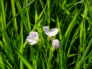 Flower in a grass meadow